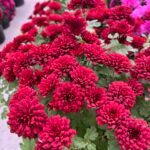 Хризантема мультифлора Power Red - фото 2 от Завода ФЛОРА