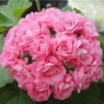 Пеларгония зональная Алая от Завода ФЛОРА