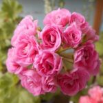 Пеларгония зональная Алая от Завода ФЛОРА