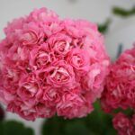 Пеларгония зональная Алая от Завода ФЛОРА