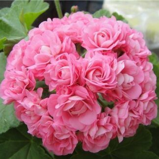 Пеларгония зональная Алая от Завода ФЛОРА