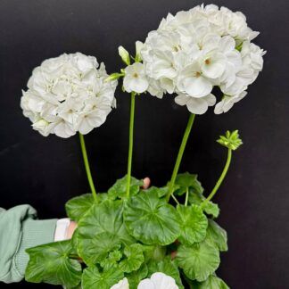 Пеларгония зональная Белая от Завода ФЛОРА