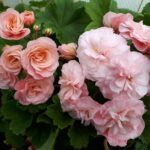 Пеларгония зонартик Леона Галактика от Завода ФЛОРА