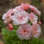 Пеларгония зонартик Леона Галактика - фото 1 от Завода ФЛОРА