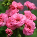 Пеларгония зональная Antique Rose - фото 2 от Завода ФЛОРА