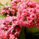 Пеларгония зональная Antique Rose от Завода ФЛОРА