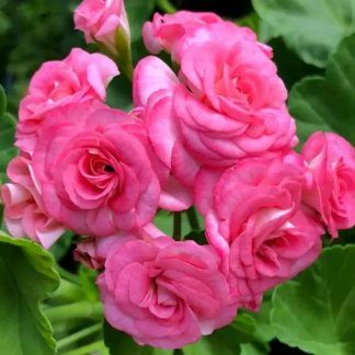 Пеларгония зональная Antique Rose (срез/1шт)