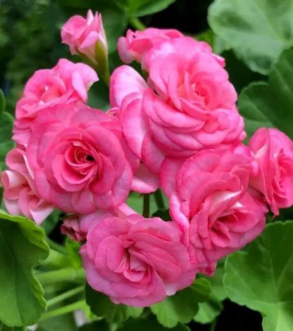 Пеларгония зональная Antique Rose (срез/1шт)