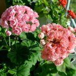 Пеларгония зональная Antique Rose - фото 3 от Завода ФЛОРА