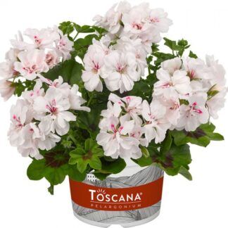 Пеларгония плющелистная Medio Albina White от Завода ФЛОРА