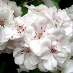 Пеларгония плющелистная PAC White Pearl от Завода ФЛОРА