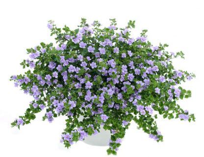 Бакопа Scopia Double Lavender (0,1л)