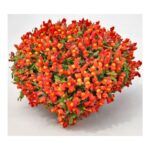 Антирринум  Candy Showers Orange Ампельный от Завода ФЛОРА