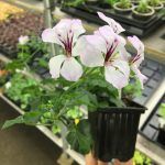 Пеларгония плющелистная Белая - фото 2 от Завода ФЛОРА