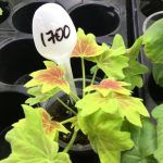 Пеларгония зональная Vancouver Centennial - фото 3 от Завода ФЛОРА