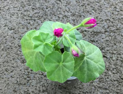Пеларгония плющелистная Grandeur Ivy Violet (0,1л)