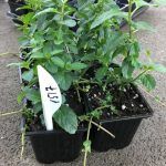 Мята Фруктовая - фото 1 от Завода ФЛОРА