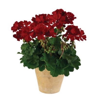 Пеларгония зональная Castello Dark Red (Belmonte Nnight) (0,1л)