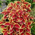 Колеус Red Coat от Завода ФЛОРА