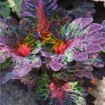 Колеус Dark Elf - фото 1 от Завода ФЛОРА