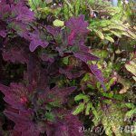 Колеус Dark Elf - фото 2 от Завода ФЛОРА