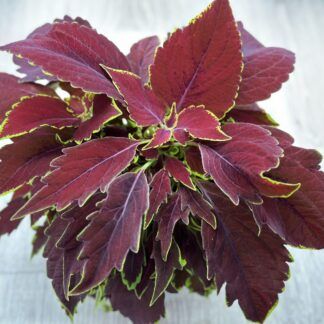 Колеус б/н от Завода ФЛОРА