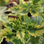 Колеус Collins Gold от Завода ФЛОРА