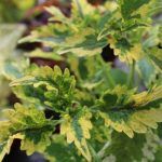 Колеус Collins Gold - фото 2 от Завода ФЛОРА