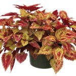 Колеус Color Clouds Spicy - фото 2 от Завода ФЛОРА