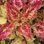 Колеус Color Clouds Spicy - фото 1 от Завода ФЛОРА