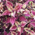 Колеус Color Clouds Spicy - фото 2 от Завода ФЛОРА