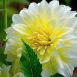 Георгины Dahlia Hypnotica Limoncello от Завода ФЛОРА