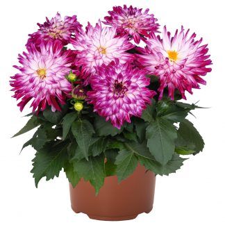Георгины XXL Berry Blast (0,1л)