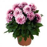 Георгины Dahlinova New York - фото 1 от Завода ФЛОРА