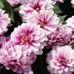 Георгины Dahlinova New York от Завода ФЛОРА