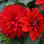 Георгины Hypnotica Red - фото 1 от Завода ФЛОРА