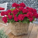 Пеларгония зональная Big Eeze Neon от Завода ФЛОРА