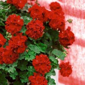 Пеларгония плющелистная PАС Kate - фото 1 от Завода ФЛОРА
