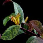 Эсхинантус Мраморный - фото 3 от Завода ФЛОРА