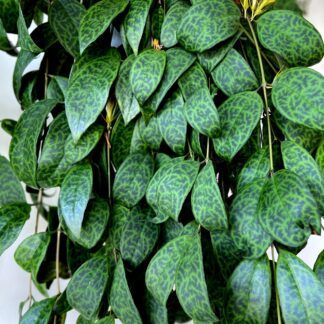 Эсхинантус Мраморный от Завода ФЛОРА