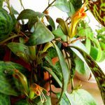 Эсхинантус Мраморный - фото 1 от Завода ФЛОРА