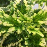 Колеус Collins Gold - фото 1 от Завода ФЛОРА