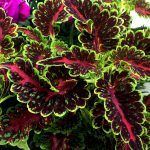 Колеус Markiz от Завода ФЛОРА