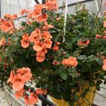 Диасция Salmon Queen - фото 1 от Завода ФЛОРА