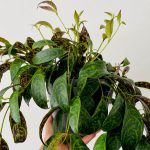 Эсхинантус Мраморный - фото 2 от Завода ФЛОРА