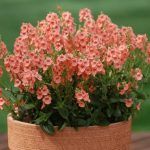 Диасция Salmon Queen - фото 2 от Завода ФЛОРА