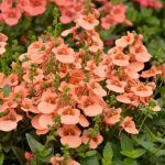 Диасция Salmon Queen от Завода ФЛОРА