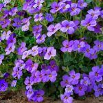 Аубреция Фиолетовая  0,1л от Завода ФЛОРА