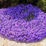 Аубреция Фиолетовая  0,1л - фото 1 от Завода ФЛОРА