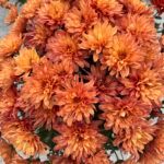 Хризантема мультифлора Goal Orange - фото 1 от Завода ФЛОРА